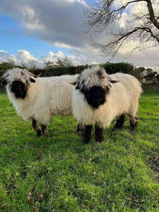 Lowern Llanddona Bagian luar foto